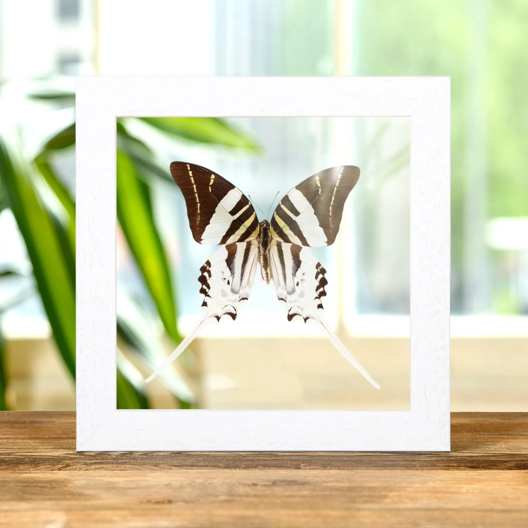 Minibeast Mariposa Cola de Espada Gigante en Marco de Vidrio Transparente (Graphium androcles)