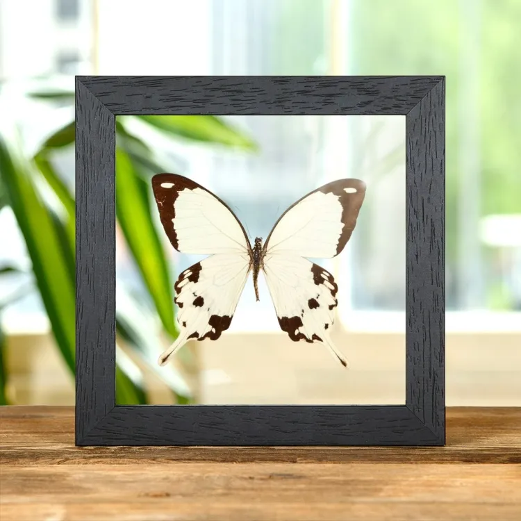 African Swallowtail Butterfly In Clear Glass Box Frame (Papilio dardanus)