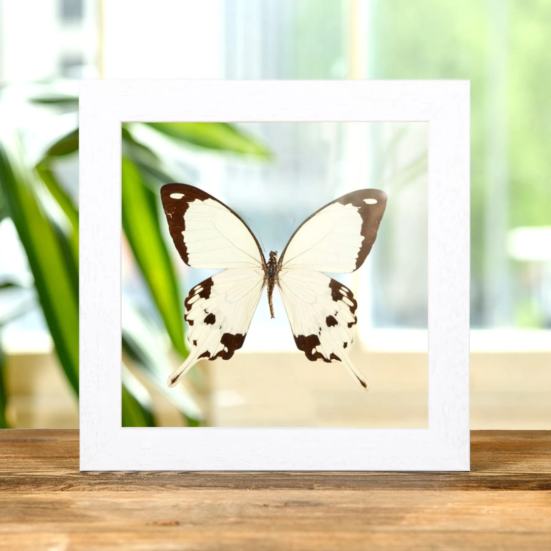 Minibeast Afrikanischer Schwalbenschwanz-Schmetterling im Transparenten Glasrahmen (Papilio dardanus)