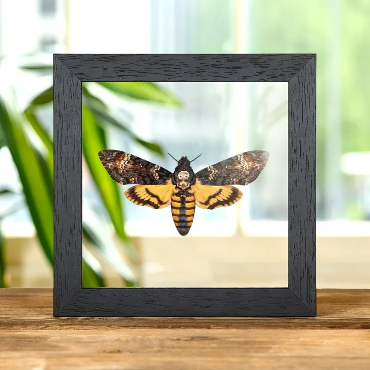 Death's Head Hawk Moth In Clear Glass Box Frame (Acherontia atropos)
