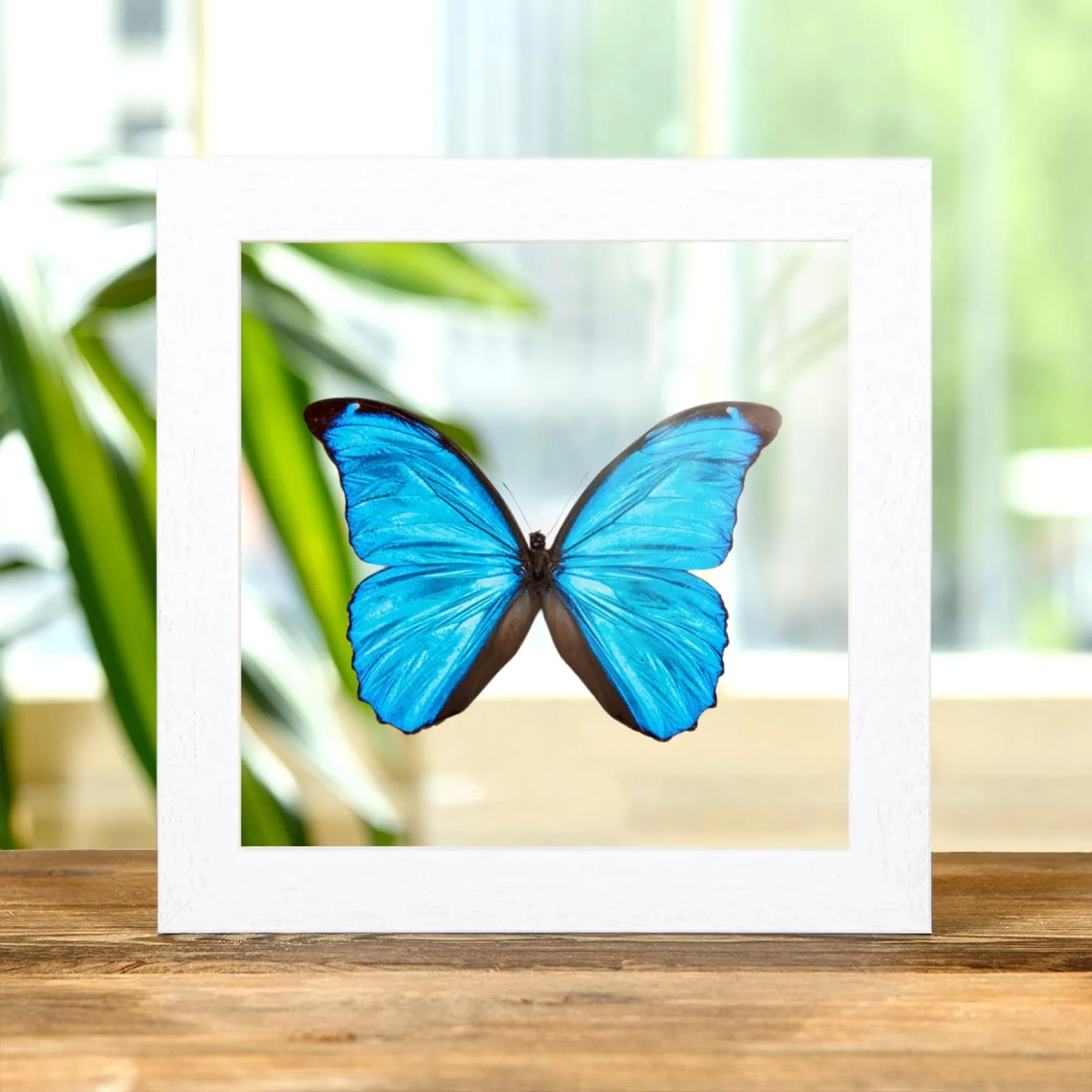 Minibeast Mariposa morfo azul Menelaus en marco de vidrio transparente (Morpho menelaus)