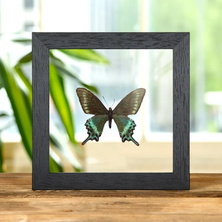 Alpiene zwarte koninginnenpage voorjaarsvorm (Papilio maackii voorjaarsvorm)