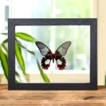 Minibeast Scarlet Mormon White Form In Clear Glass Box Frame (Papilio rumanzovia)