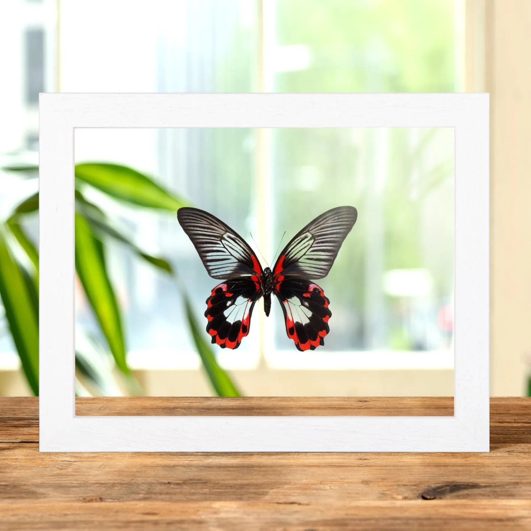 Scarlet Mormon White Form In Clear Glass Box Frame (Papilio rumanzovia)