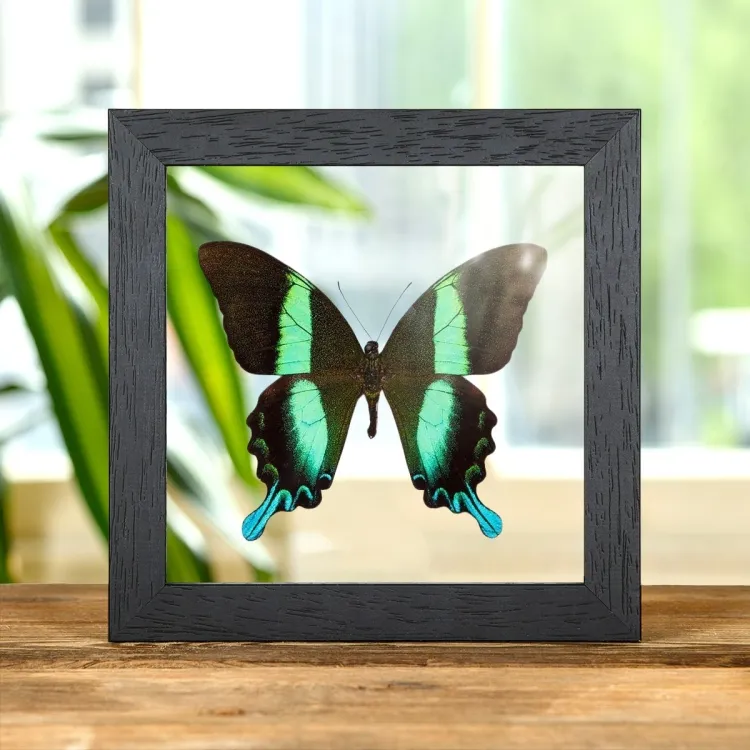 The Peacock Butterfly In Clear Glass Box Frame (Papilio blumei)