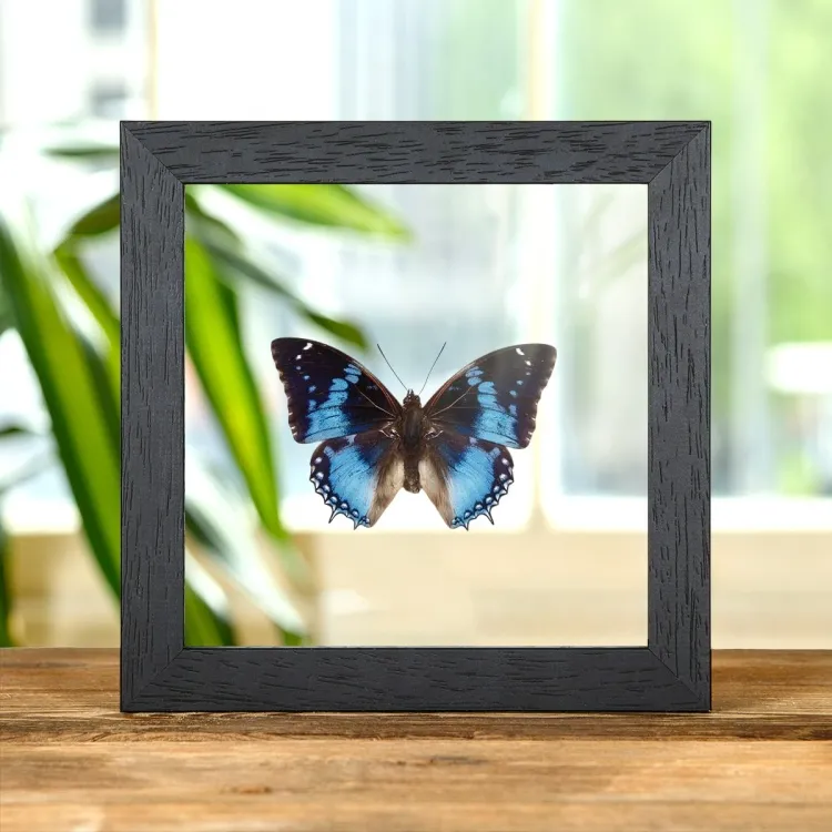Western Blue Charaxes Butterfly In Clear Glass Box Frame (Charaxes smaragdalis)