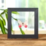 Minibeast The Blushing Phantom Butterfly In Clear Glass Box Frame (Cithaerias pireta)