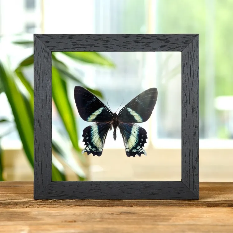 Alcides orontes Moth In Clear Glass Box Frame from Maluku islands
