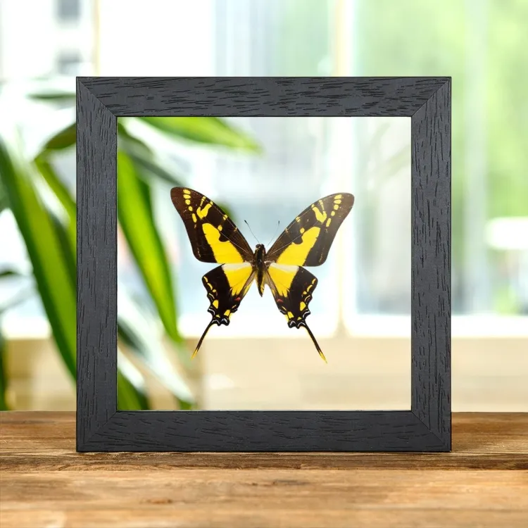 Gelber Schwertschwanz-Schmetterling im Transparenten Glasrahmen (Eurytides Thyastes Thyastinus)