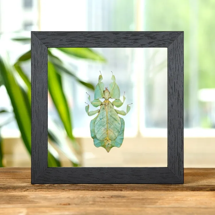 Gray's Leaf Insect In Clear Glass Box Frame (Phyllium bioculatum)