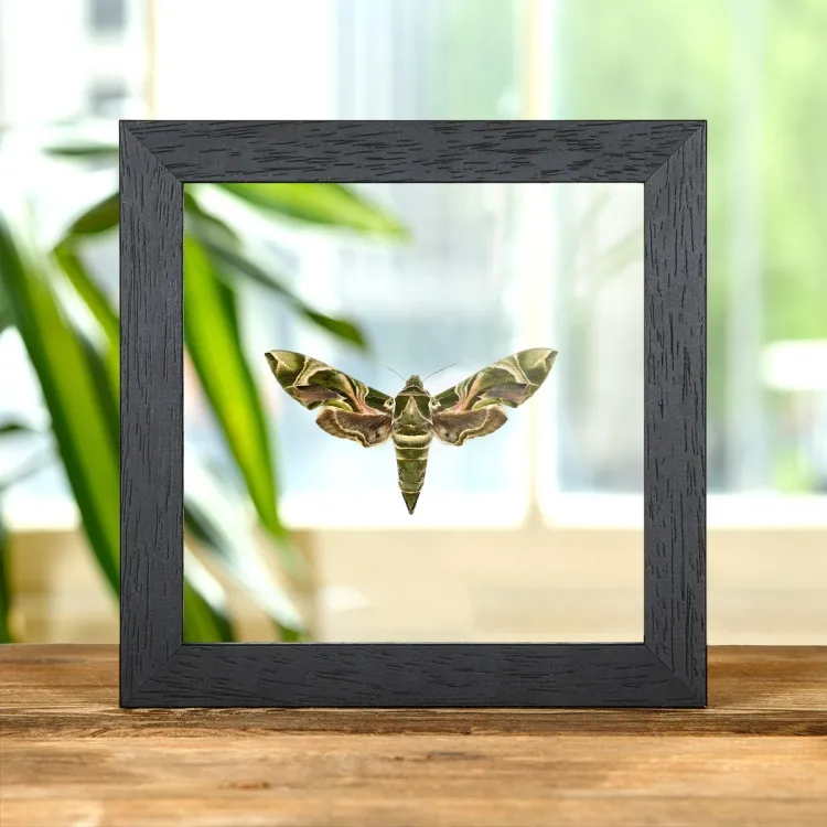 Army Green Moth In Clear Glass Box Frame (Daphnis nerii)