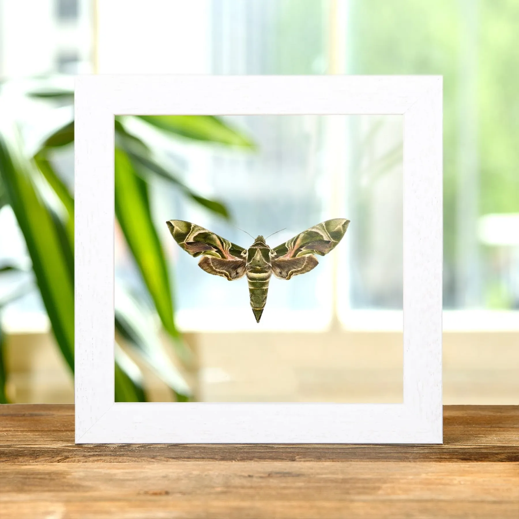 Minibeast Armeegrüne Motte im Transparenten Glasrahmen (Daphnis nerii)