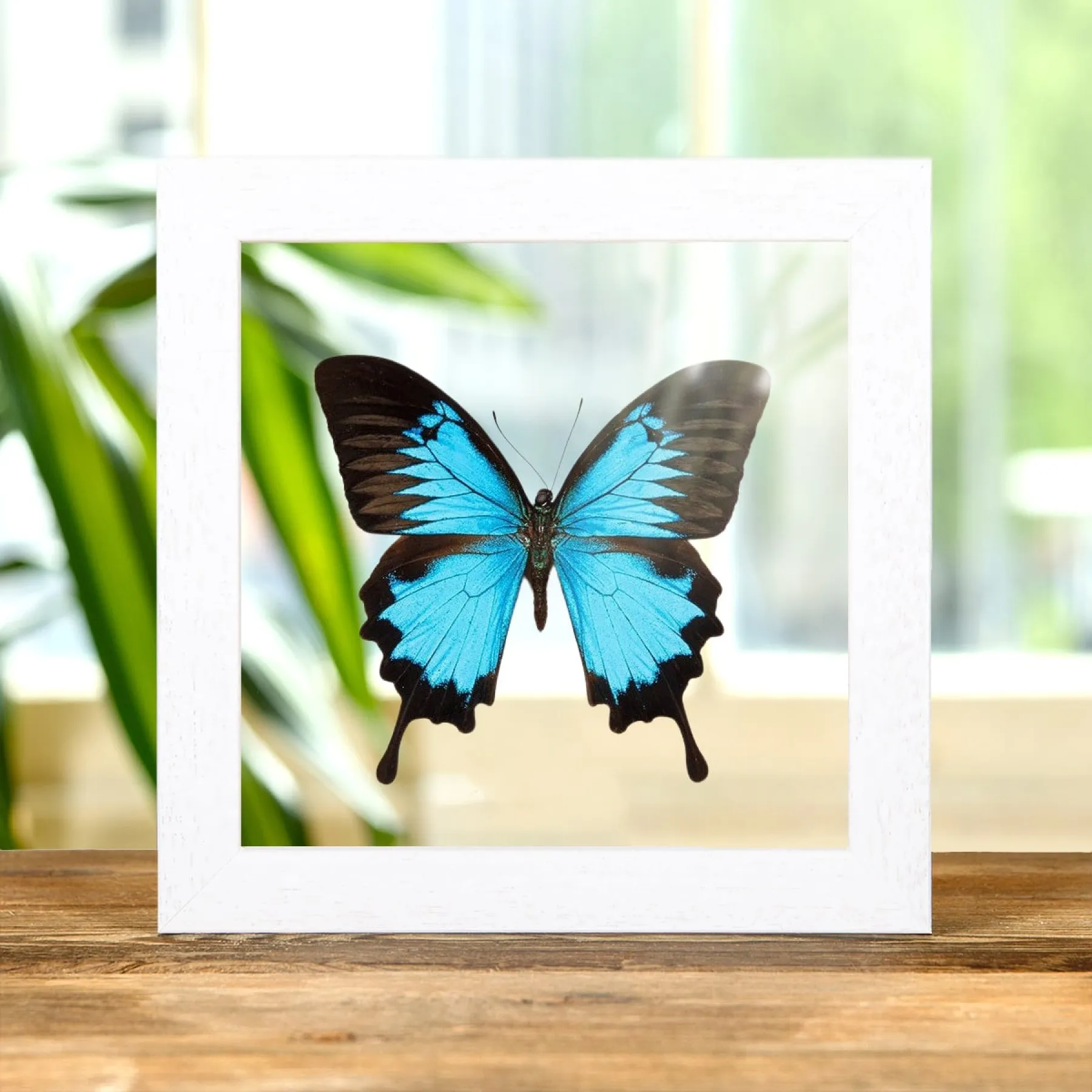 Minibeast Farfalla coda di rondine blu di montagna in cornice di vetro trasparente (Papilio ulysses)