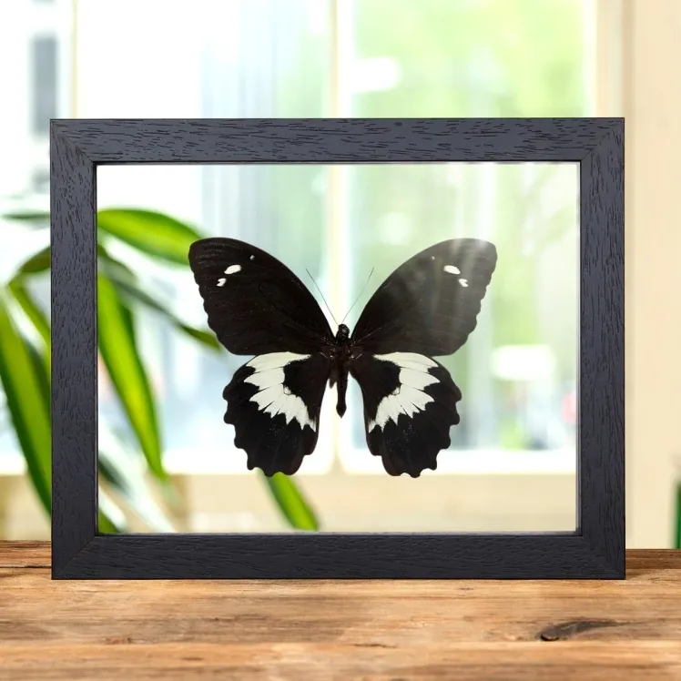 Swallowtail Butterfly In Clear Glass Box Frame (Papilio gambrisius)