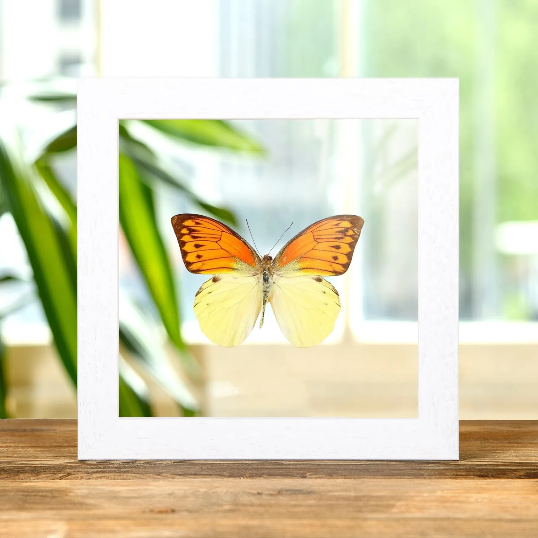 Brimstone Wing Butterfly In Clear Glass Box Frame (Hebomoia leucippe) Minibeast Brimstone Wing Butterfly In Clear Glass Box Frame (Hebomoia leucippe)