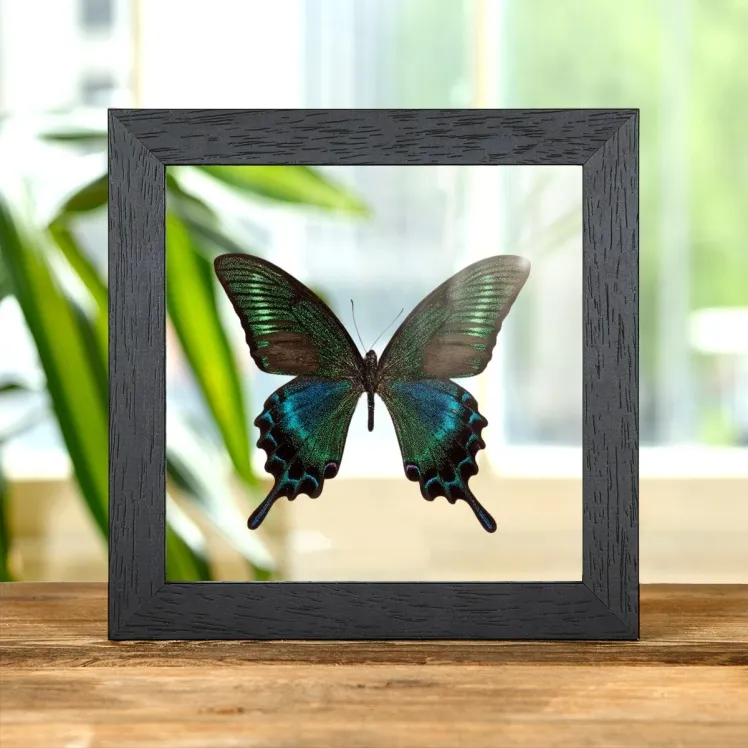 Alpine Black Swallowtail Summer Form (Papilio maackii summer form)