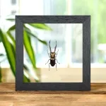 Minibeast Stag Beetle In Clear Glass Box Frame (Cyclommatus metallifer finae)