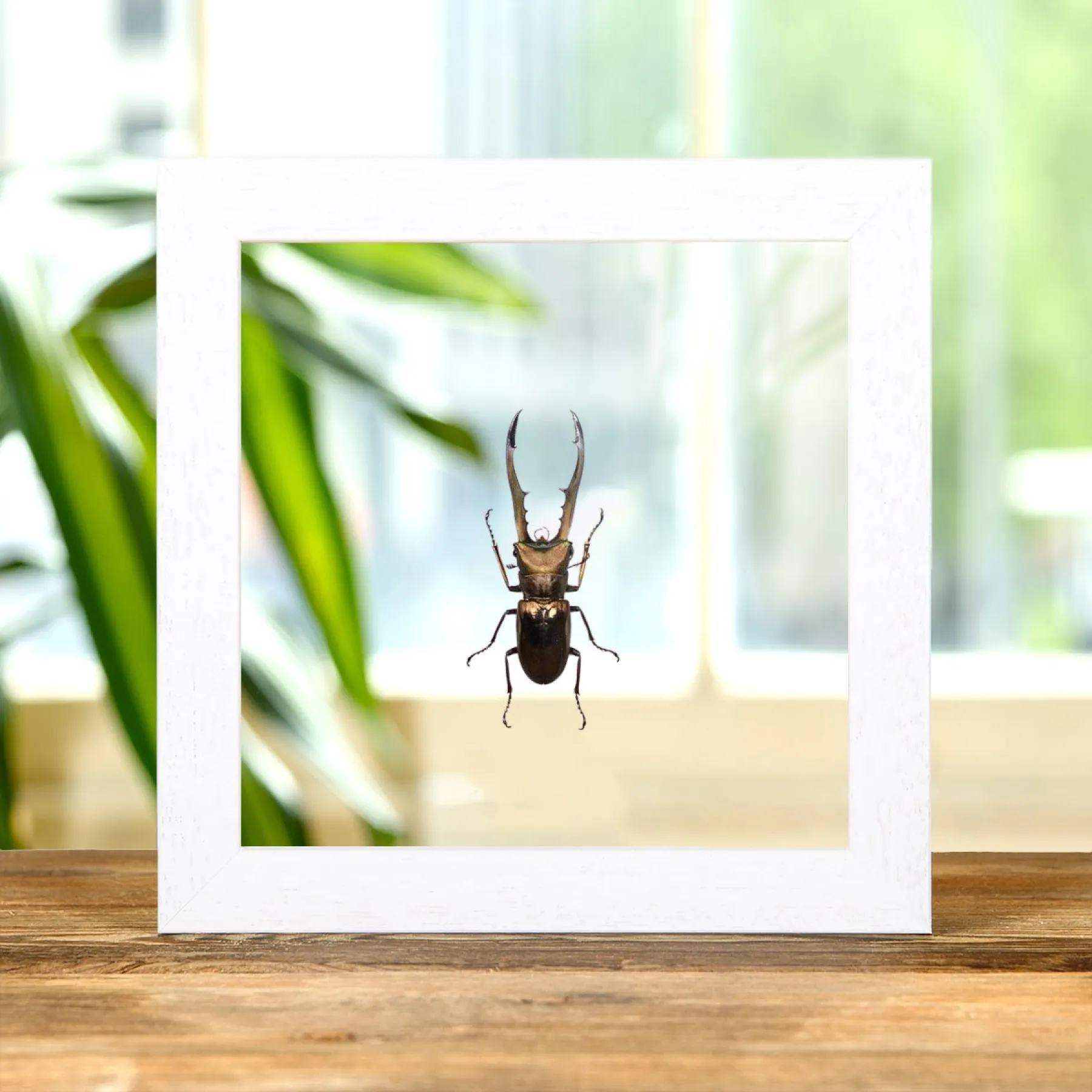 Stag Beetle In Clear Glass Box Frame (Cyclommatus metallifer finae)