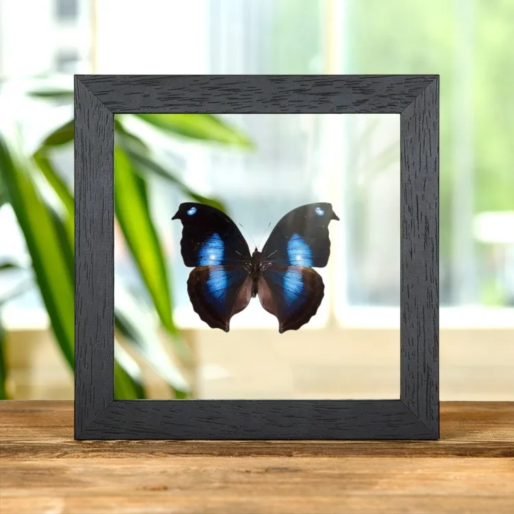 Gran Mariposa Azul de la Puesta de la Luna en marco de vidrio transparente (Napeocles jucunda)