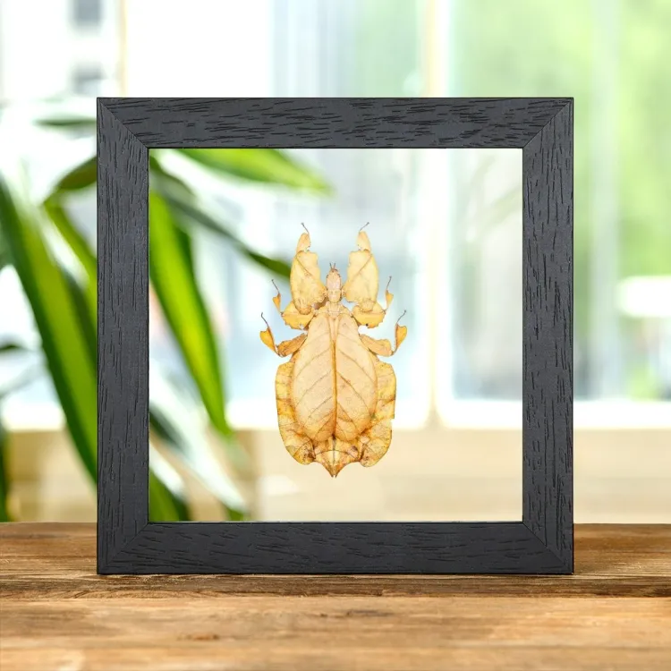 Gray's Leaf Insect Orange Form In Clear Glass Box Frame (Phyllium bioculatum)