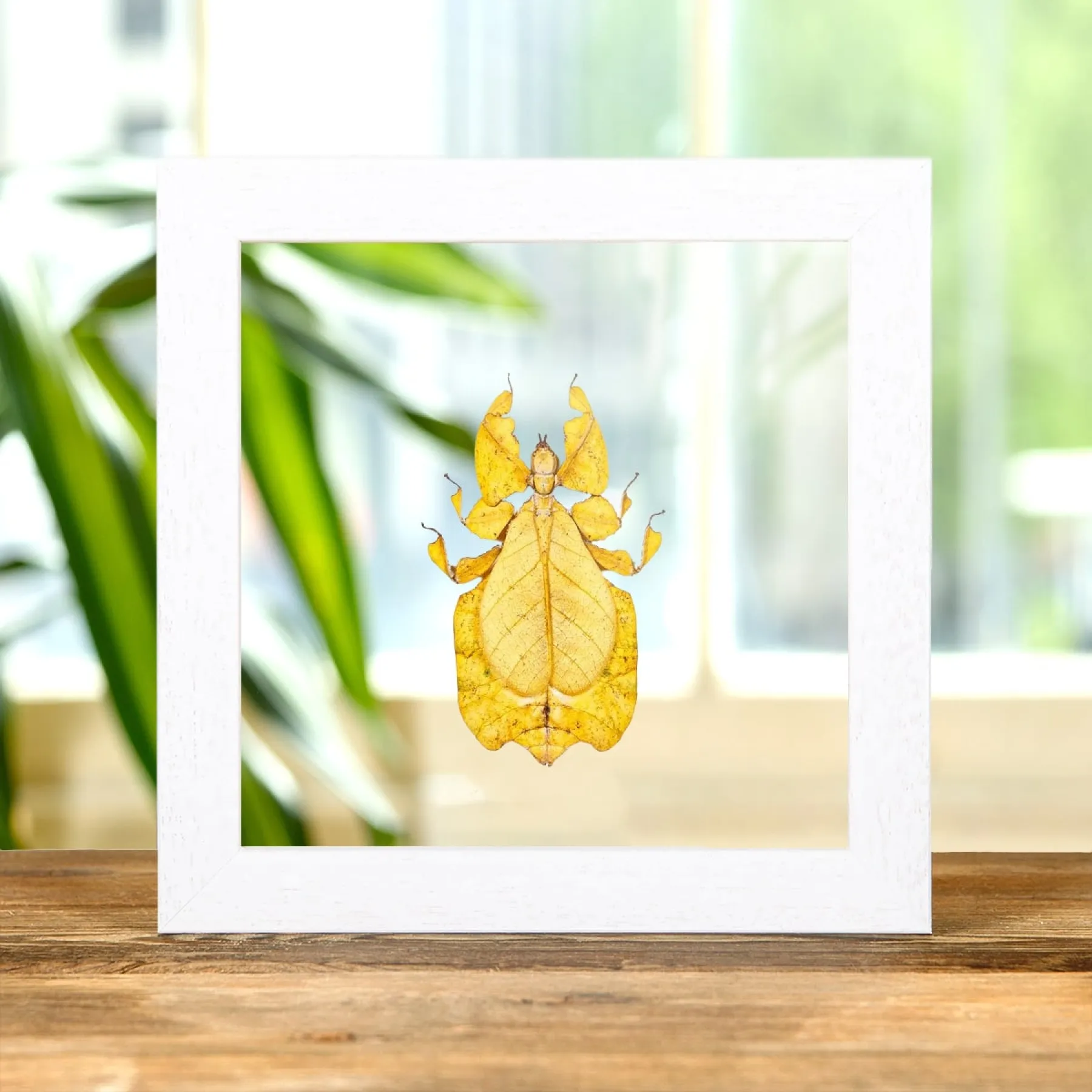 Minibeast Το Έντομο Φύλλου του Gray Κίτρινη Μορφή σε Διάφανη Γυάλινη Κορνίζα (Phyllium bioculatum)