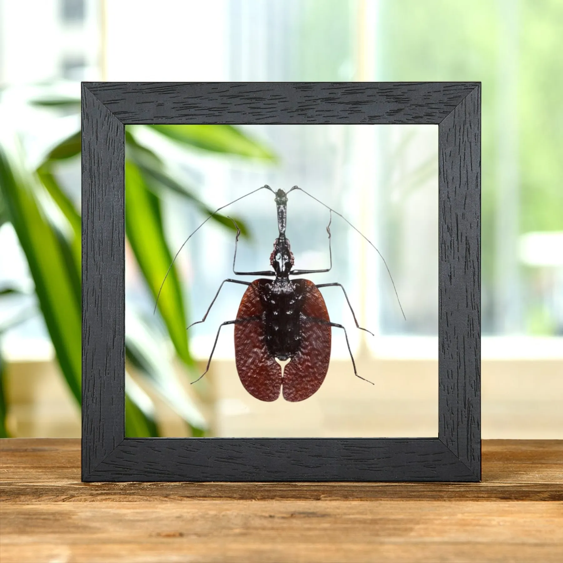 Minibeast Scarabée Violon dans un cadre en verre transparent (Mormolyce phyllodes)