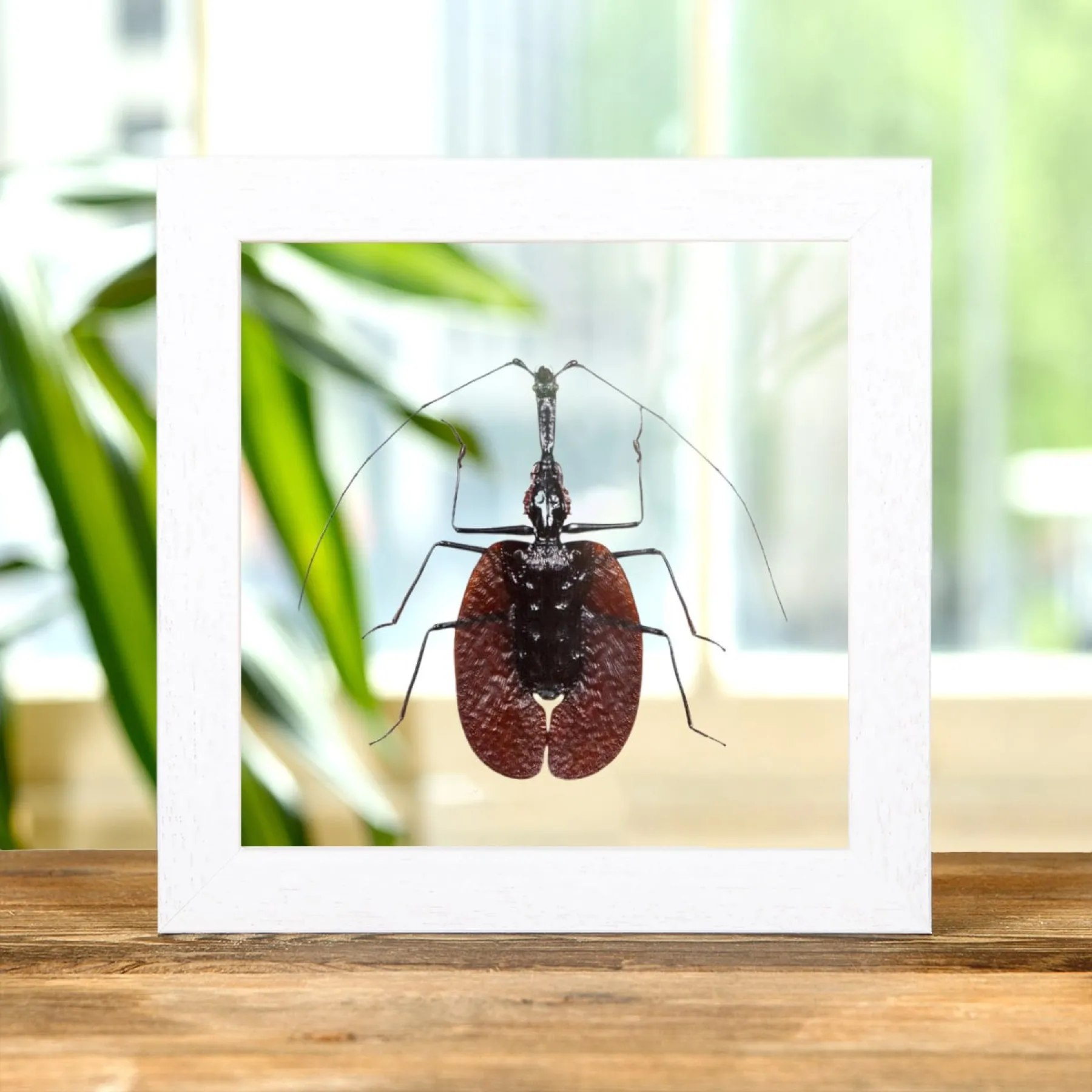 Minibeast Scarabée Violon dans un cadre en verre transparent (Mormolyce phyllodes)