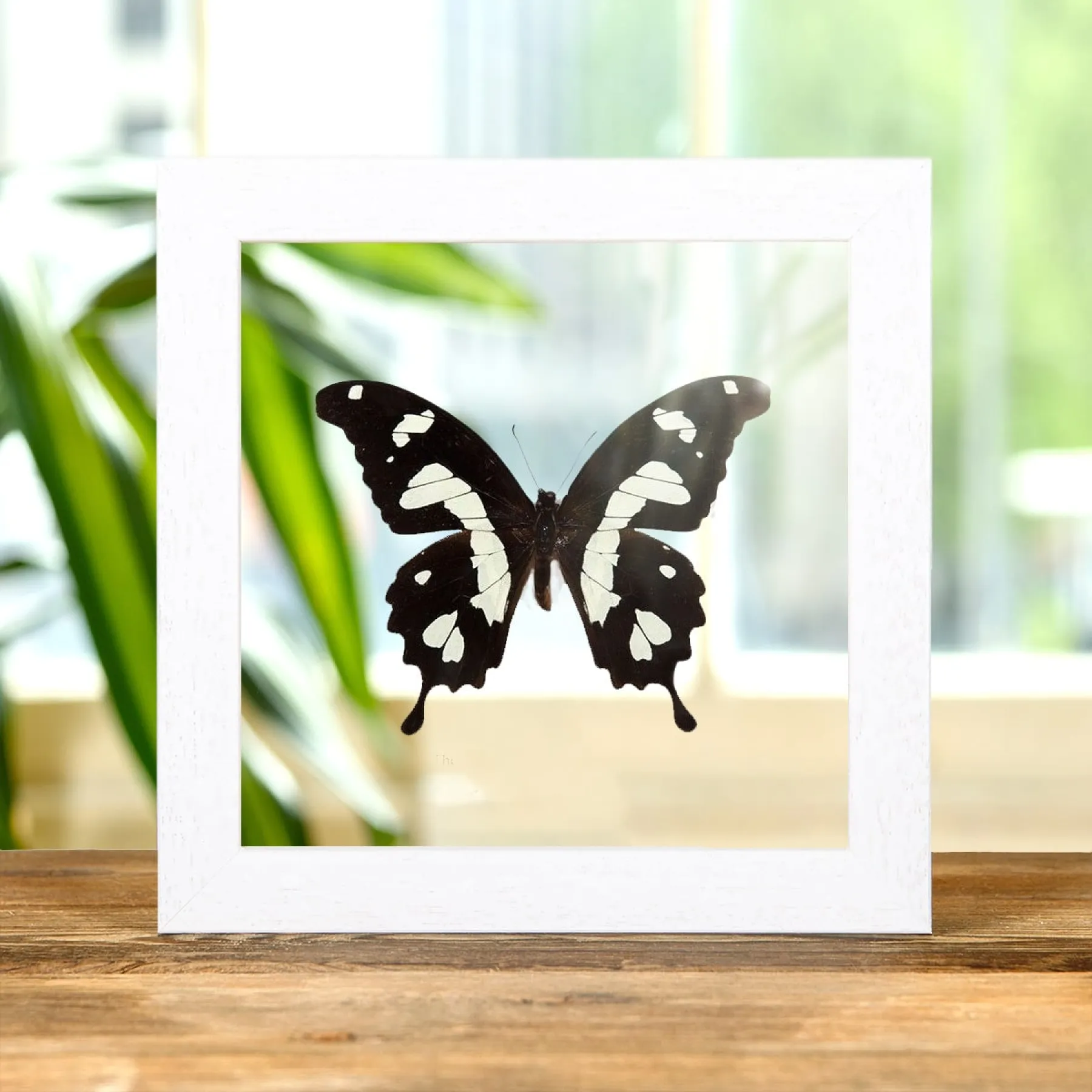 The Black & Yellow Swallowtail In Clear Glass Box Frame (Papilio hesperus)