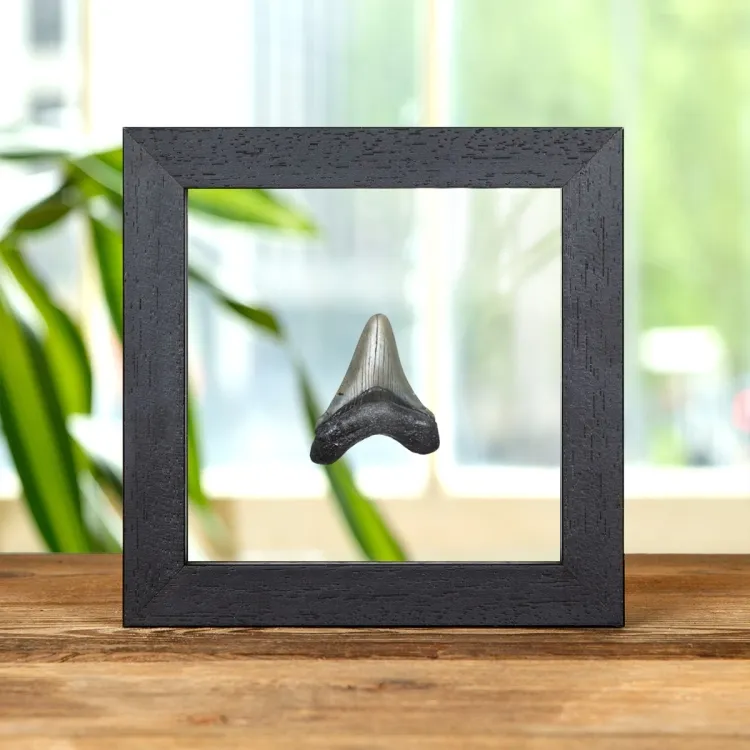 2 Inch Megalodon Shark Tooth Fossil Clear Glass Frame (Carcharodon megalodon)