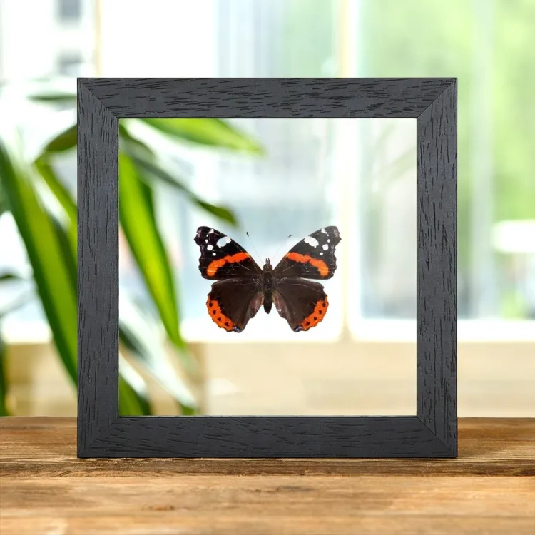 The Red Admiral In Clear Glass Box Frame (Vanessa atalanta)