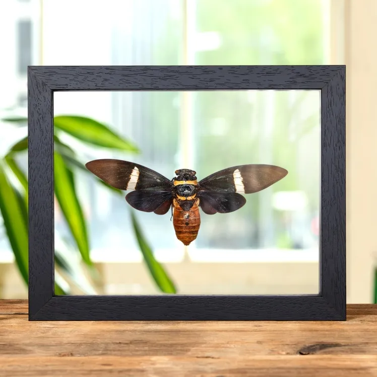 Cicada In Clear Glass Box Frame (Tosena albata)