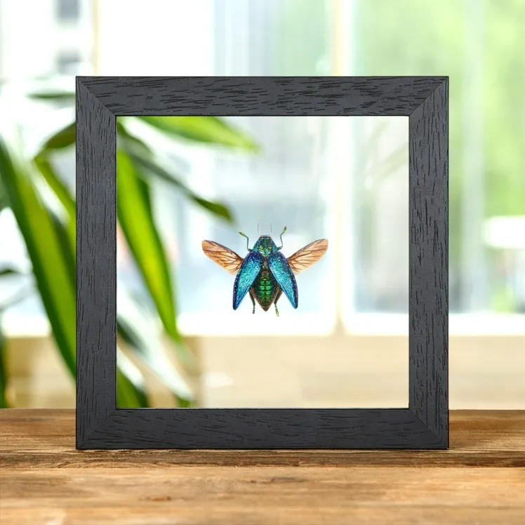 Malagasy Jewel Beetle In Clear Glass Box Frame (Polybothris sumptuosa)