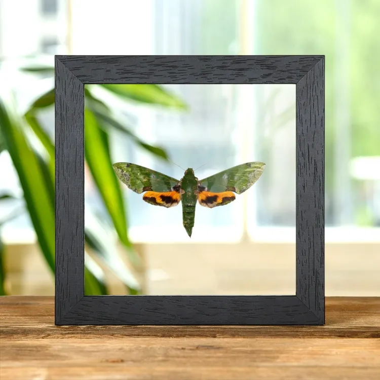 Grüne Hawk Motte im Transparenten Glasrahmen (Euchloron megaera)