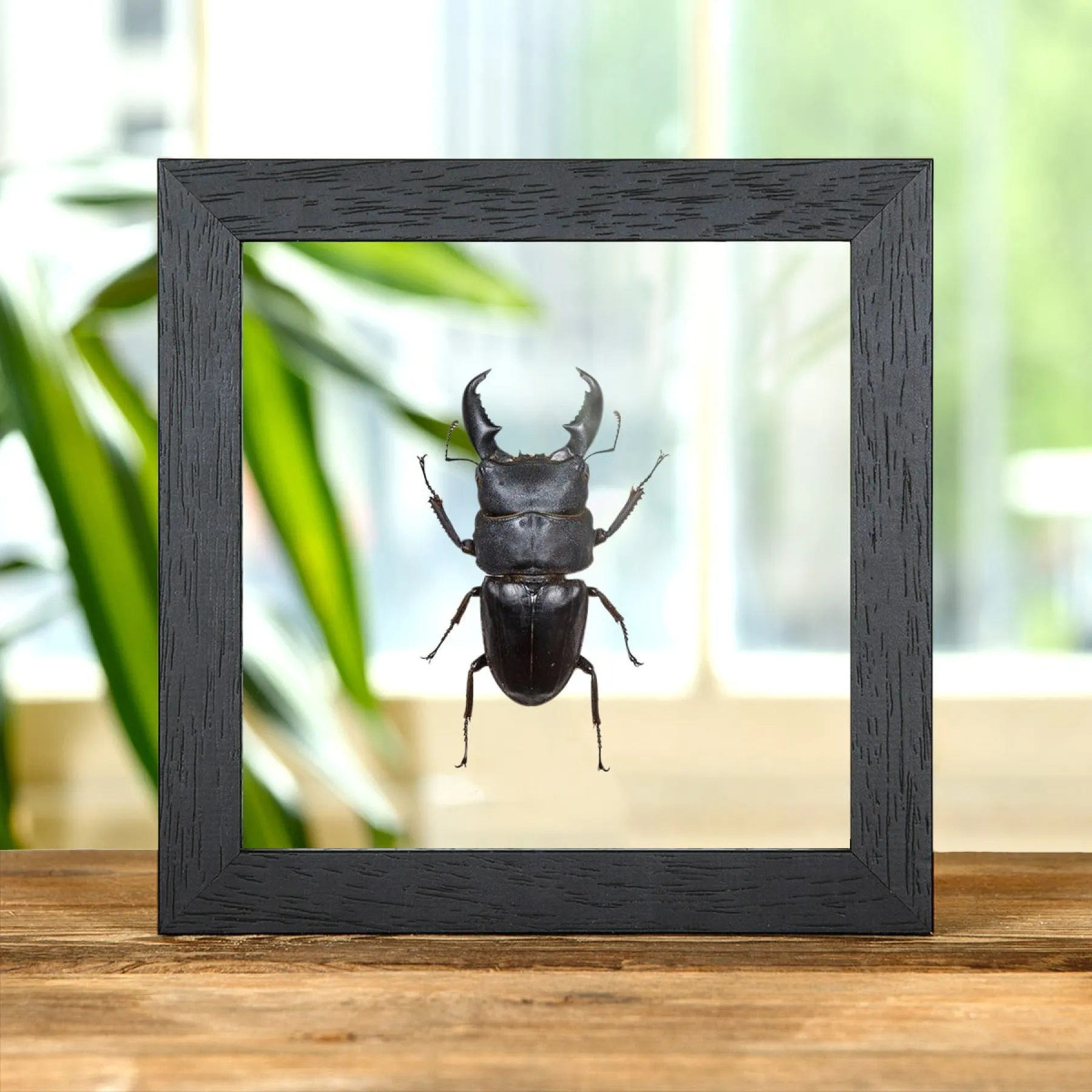 Minibeast Géant Cerf-Volant dans un Cadre en Verre Transparent (Dorcus titanus)
