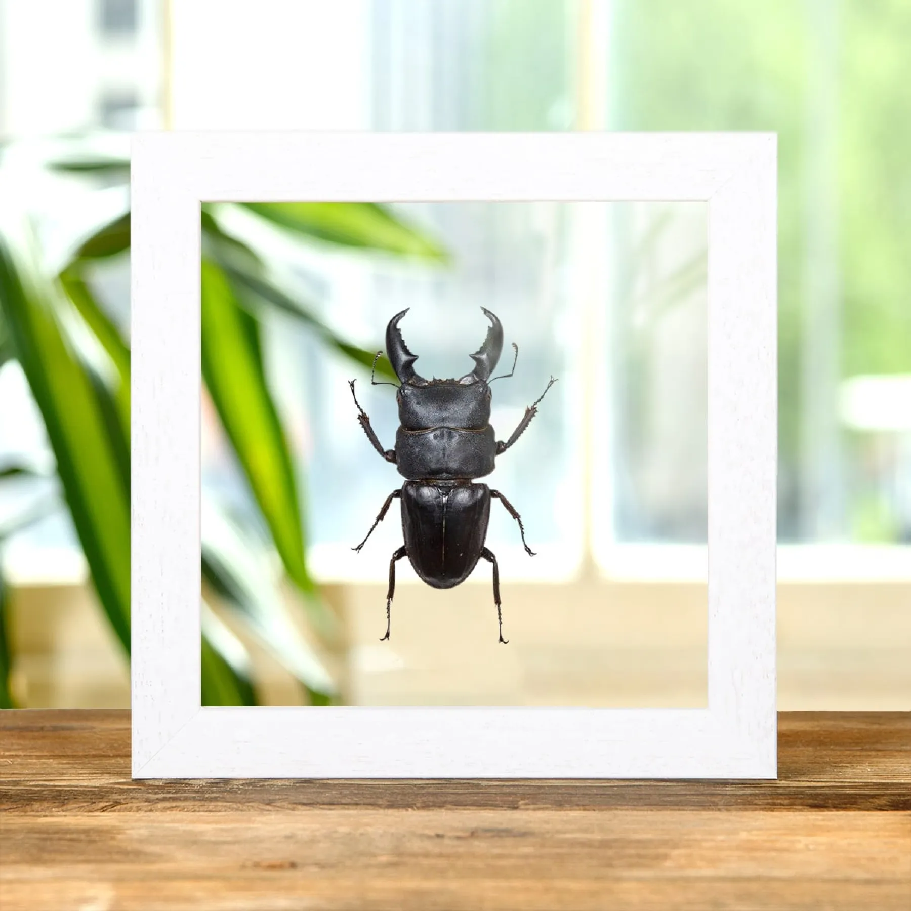 Minibeast Géant Cerf-Volant dans un Cadre en Verre Transparent (Dorcus titanus)