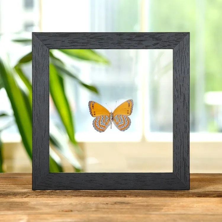 Papillon Nymphe Arbre Lilas Tacheté Vue Ventrale dans un Cadre en Verre Transparent (Sevenia pechueli)