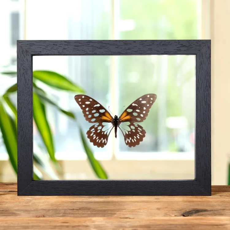 Papilio rex dans un Cadre en Verre Transparent (Papilio rex)