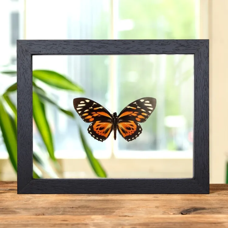 Der Tiger Schmetterling im Transparenten Glasrahmen (Papilio zagreus)