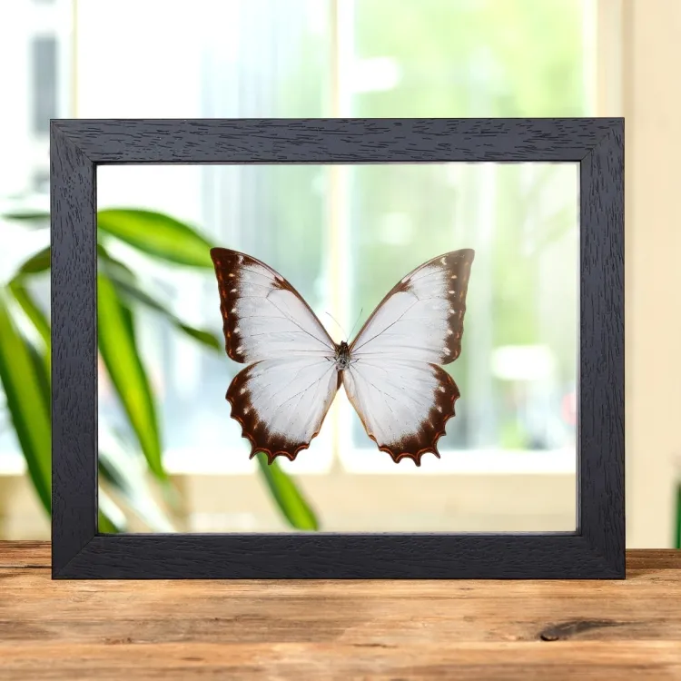 Theseus Morpho Schmetterling im Transparenten Glasrahmen (Morpho Theseus Juturna)