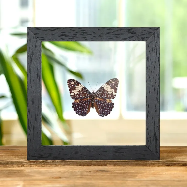 The Red Cracker Butterfly In Clear Glass Box Frame (Hamadryas amphinome mexicana)