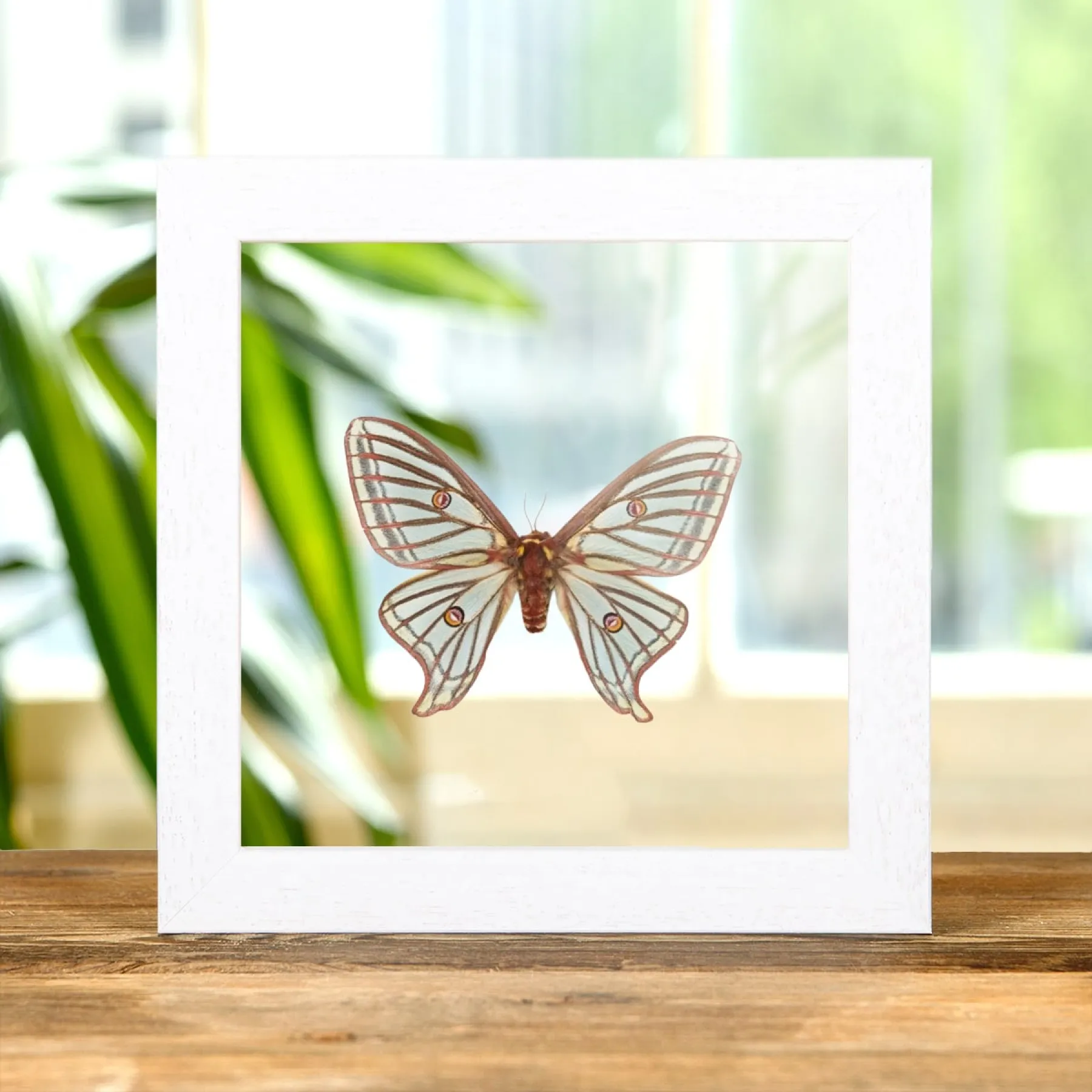 Female Spanish Moon Moth In Clear Glass Box Frame (Graellsia isabellae) Minibeast Female Spanish Moon Moth In Clear Glass Box Frame (Graellsia isabellae)
