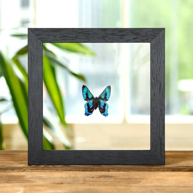 Ancyluris endaemon Butterfly In Clear Glass Frame