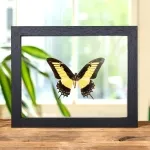 Minibeast Androgeus Swallowtail Butterfly In Clear Glass Box Frame (Papilio androgeus epidauras)