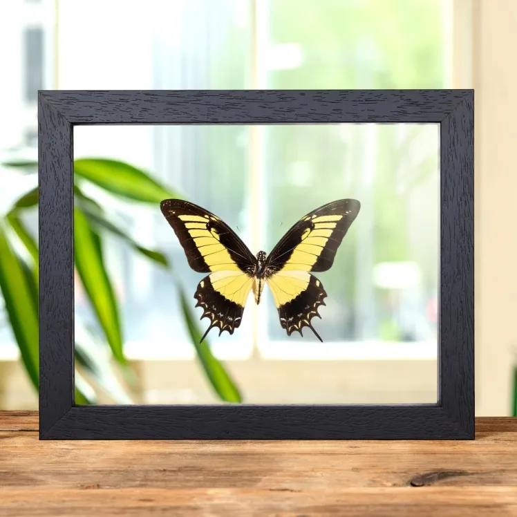 Androgeus Swallowtail Butterfly In Clear Glass Box Frame (Papilio androgeus epidauras)