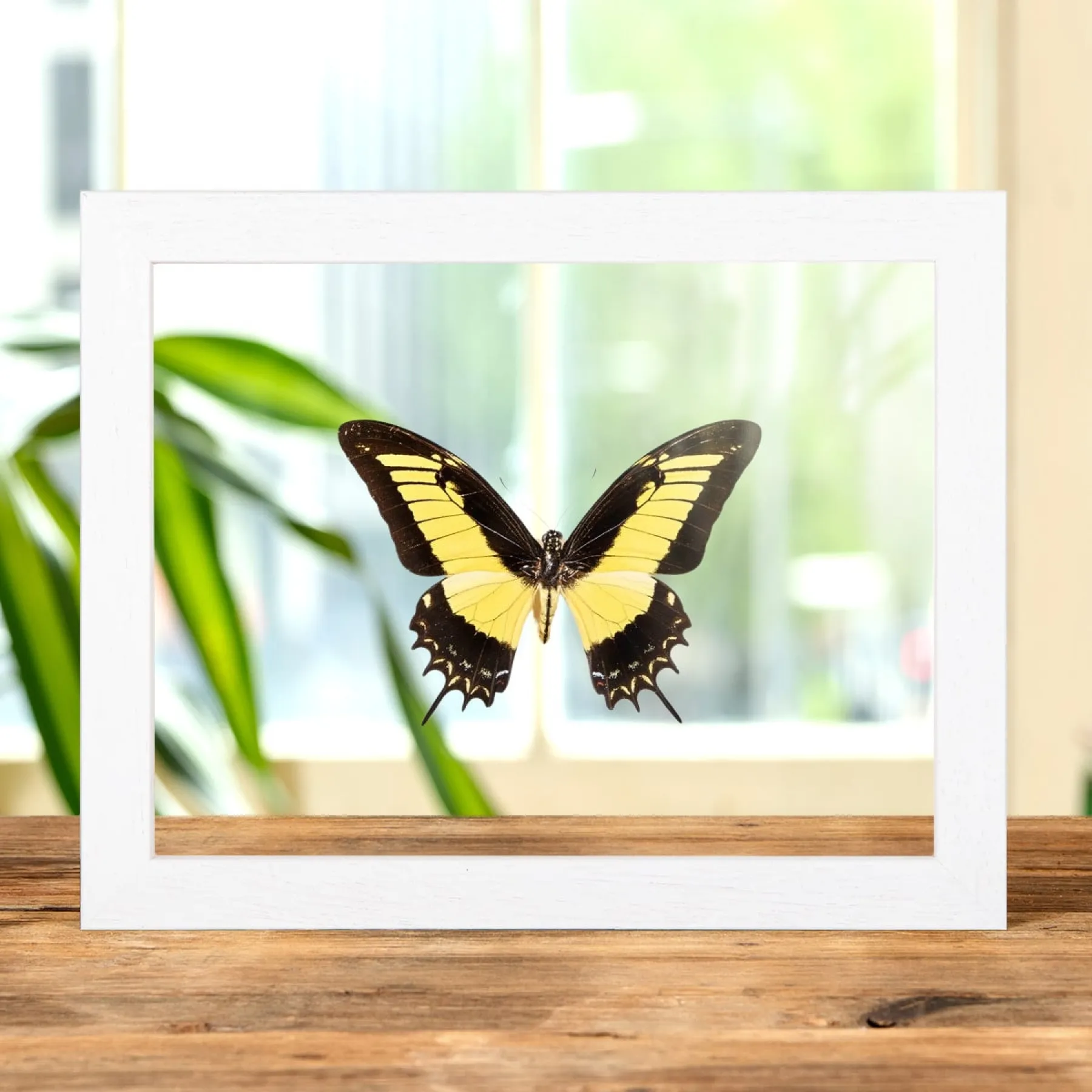 Androgeus Swallowtail Butterfly In Clear Glass Box Frame (Papilio androgeus epidauras)