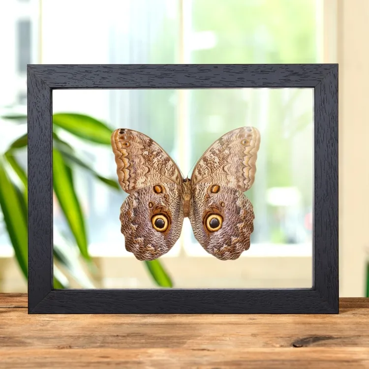 Giant Owl Butterfly In Clear Glass Box Frame (Caligo telamonius)