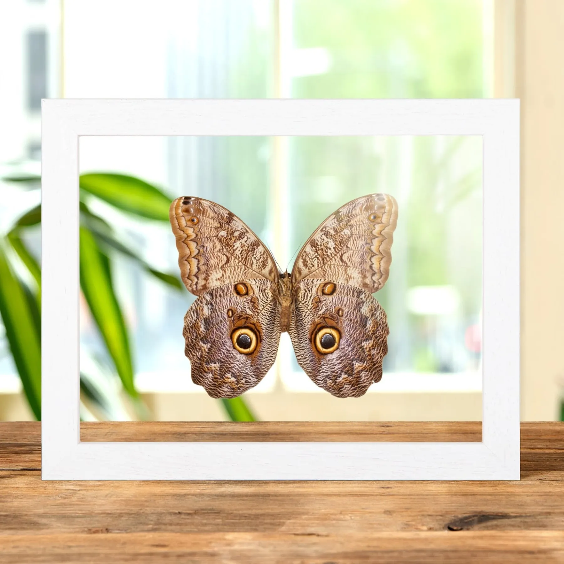 Minibeast Farfallone Gufo Gigante in Cornice di Vetro Trasparente (Caligo telamonius)