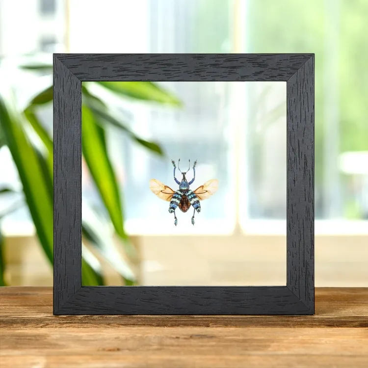 Blauwe snuitkever met gespreide vleugels in transparante glazen lijst (Eupholus magnificus)
