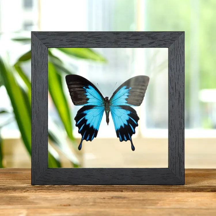 Blue Emperor Butterfly In Clear Glass Box Frame (Papilio ulysses telegonus)