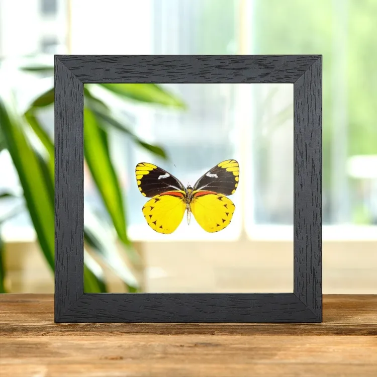 Jezebel Butterfly In Clear Glass Box Frame (Delias splendida)